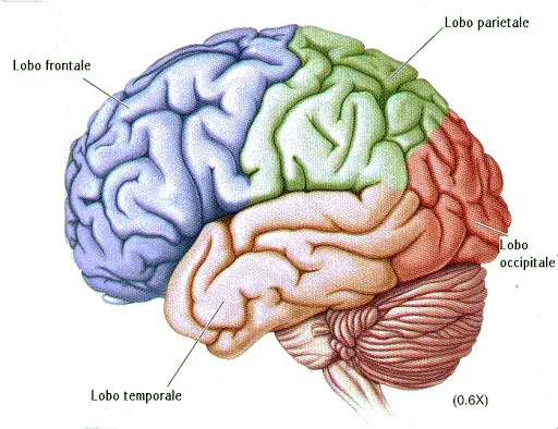 La classica divisione in lobi degli emisferi cerebrali. 