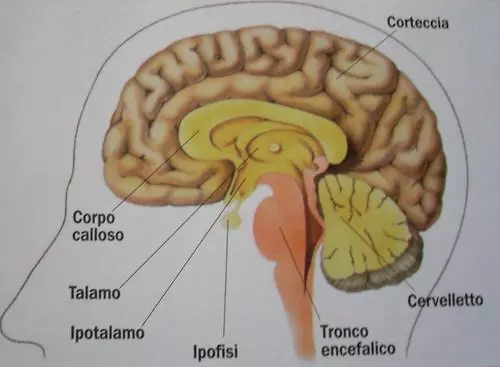 Superficie interna, corpo calloso e talamo