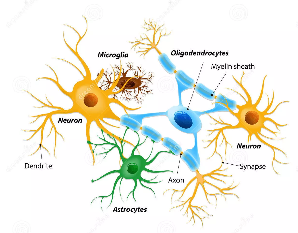 La figura schematizza neuroni e cellule gliali