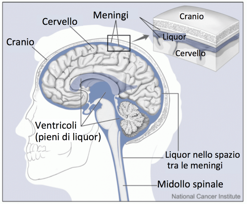 Struttura dell'encefalo, meningi e ventricoli