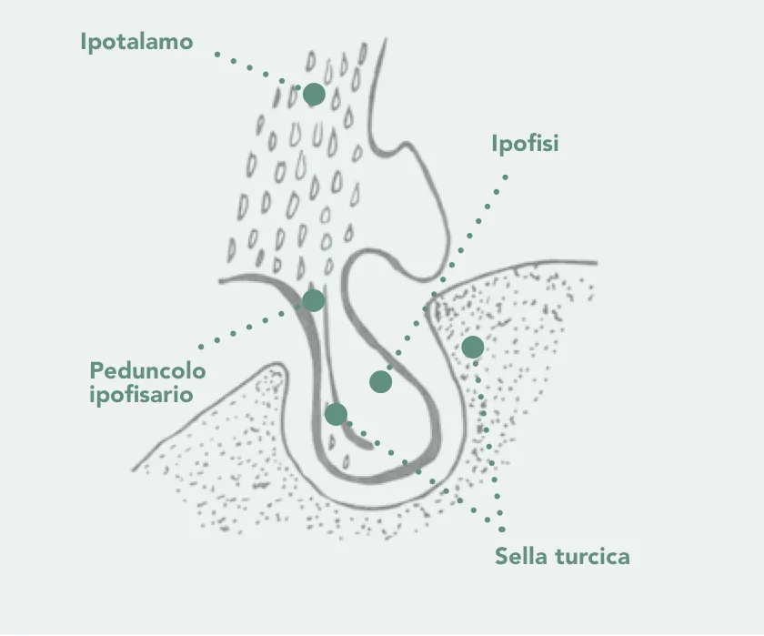 Disegno ingrandito dell'ipofisi, alloggiata nella sella turcica e collegata all'ipotalamo dal peduncolo ipofisario.
