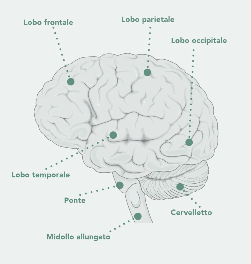 Il cervello visto di lato con il lobo frontale, il lobo parietale, il lobo occipitale, il lobo temporale, il cervelletto, il ponte e il midollo allungato.