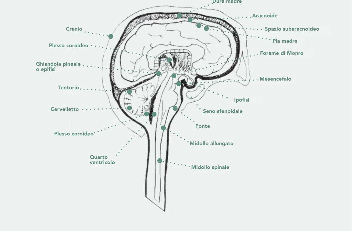 Sezione verticale della testa con il cranio, le meningi (dura madre, aracnoide, pia madre), lo spazio subaracnoideo, i plessi corioidei, la ghiandola pineale, il tentorio, il cervelletto, l'ipofisi, il tronco encefalico e il midollo spinale.