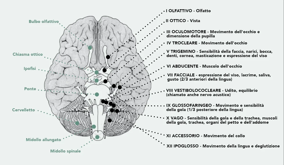 L'encefalo visto dal basso con il bulbo olfattivo, il chiasma ottico, l'ipofisi, il ponte, il cervelletto, il midollo allungato e il midollo spinale, e l'elenco dei dodici nervi cranici con le loro funzioni.