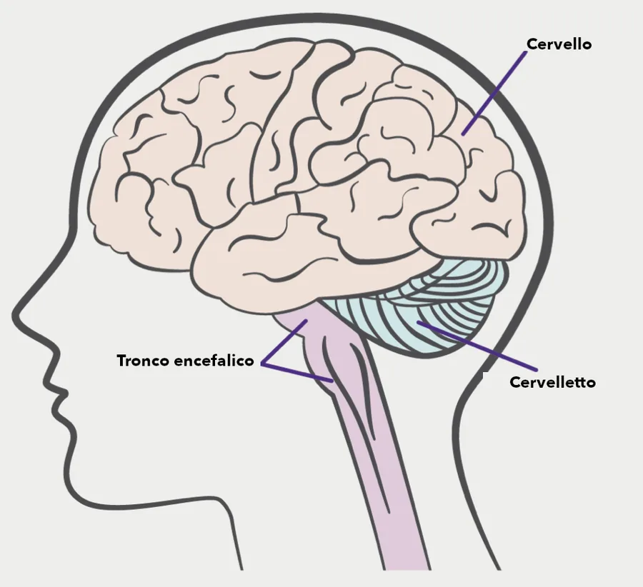 Disegno di una testa vista di lato con le tre parti principali dell'encefalo: cervello, cervelletto e tronco encefalico.