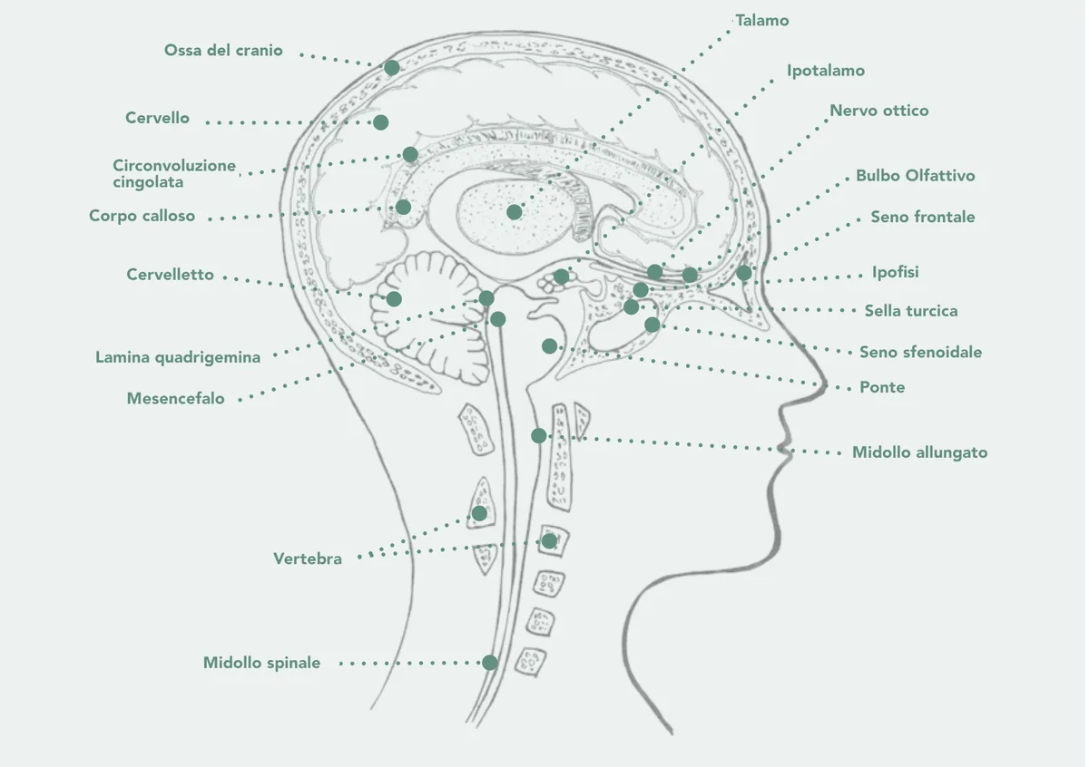 Sezione verticale della testa con le ossa del cranio, il cervello, il corpo calloso, il talamo, l'ipotalamo, il nervo ottico, l'ipofisi, la sella turcica, il seno frontale e il seno sfenoidale, il cervelletto, il mesencefalo, il ponte, il midollo allungato e il midollo spinale.