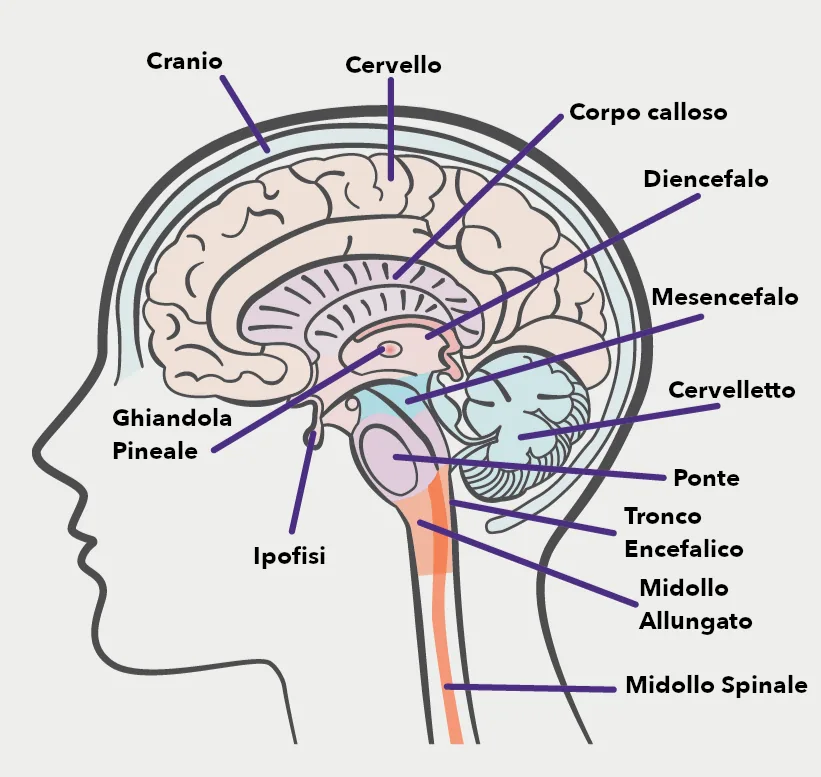Sezione verticale della testa con il cranio, il cervello, il corpo calloso, il diencefalo, la ghiandola pineale, l'ipofisi, il mesencefalo, il ponte, il midollo allungato, il cervelletto e il midollo spinale.