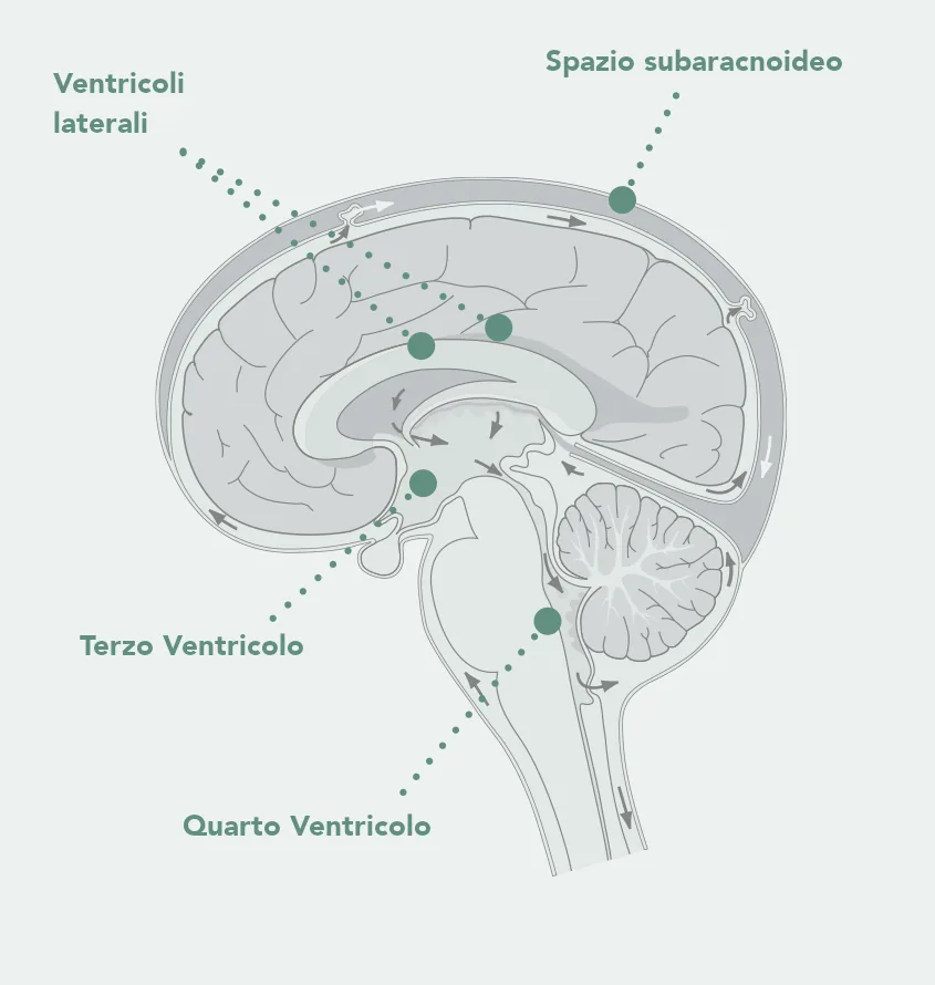 Sezione dell'encefalo con i ventricoli laterali, il terzo e il quarto ventricolo e lo spazio subaracnoideo; le frecce indicano il percorso del liquor.